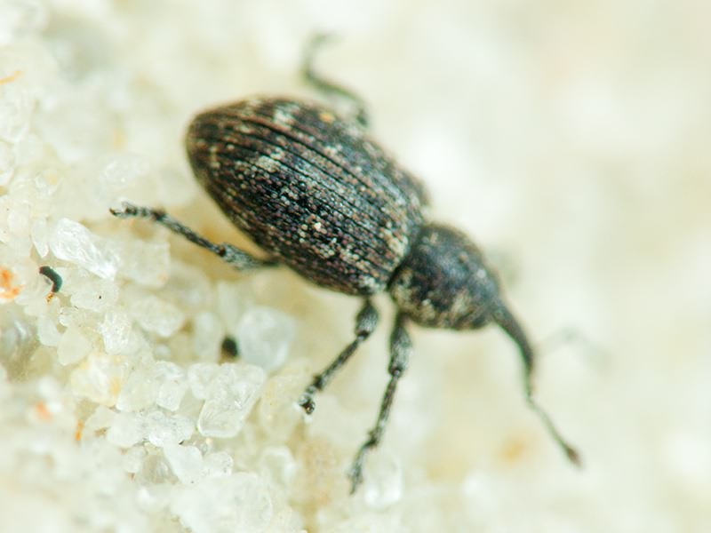 Smicronyx